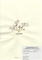 藏品(傘房龍鬚菜)的圖片